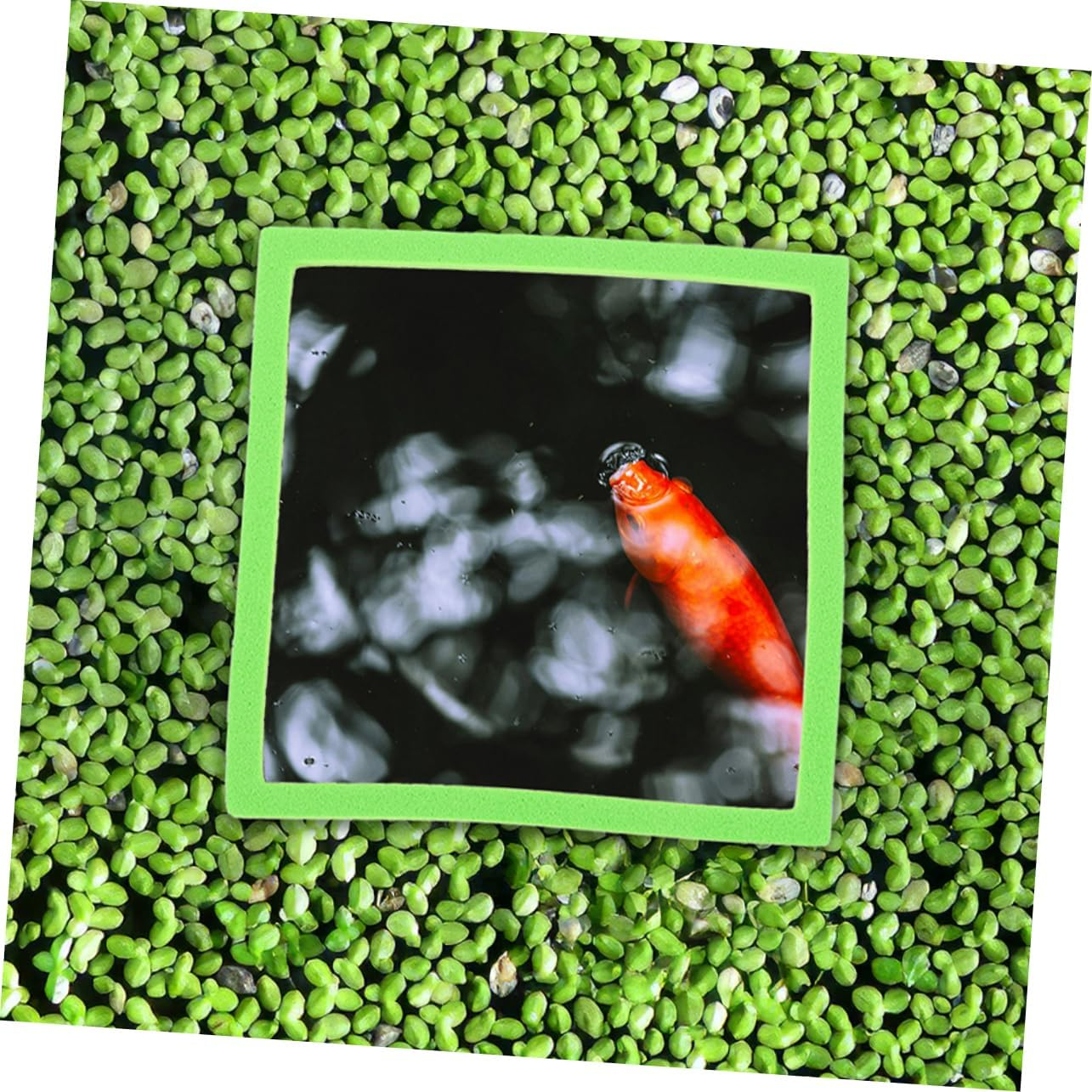 ROMISBABA 20Pcs Aquarium Floating Plant Rings with Square and round Shapes Fish Feeding Barrier for Betta and Aquatic Pets Enhances Photosynthesis and Water Quality Easy to Install Fish Tank image number 2