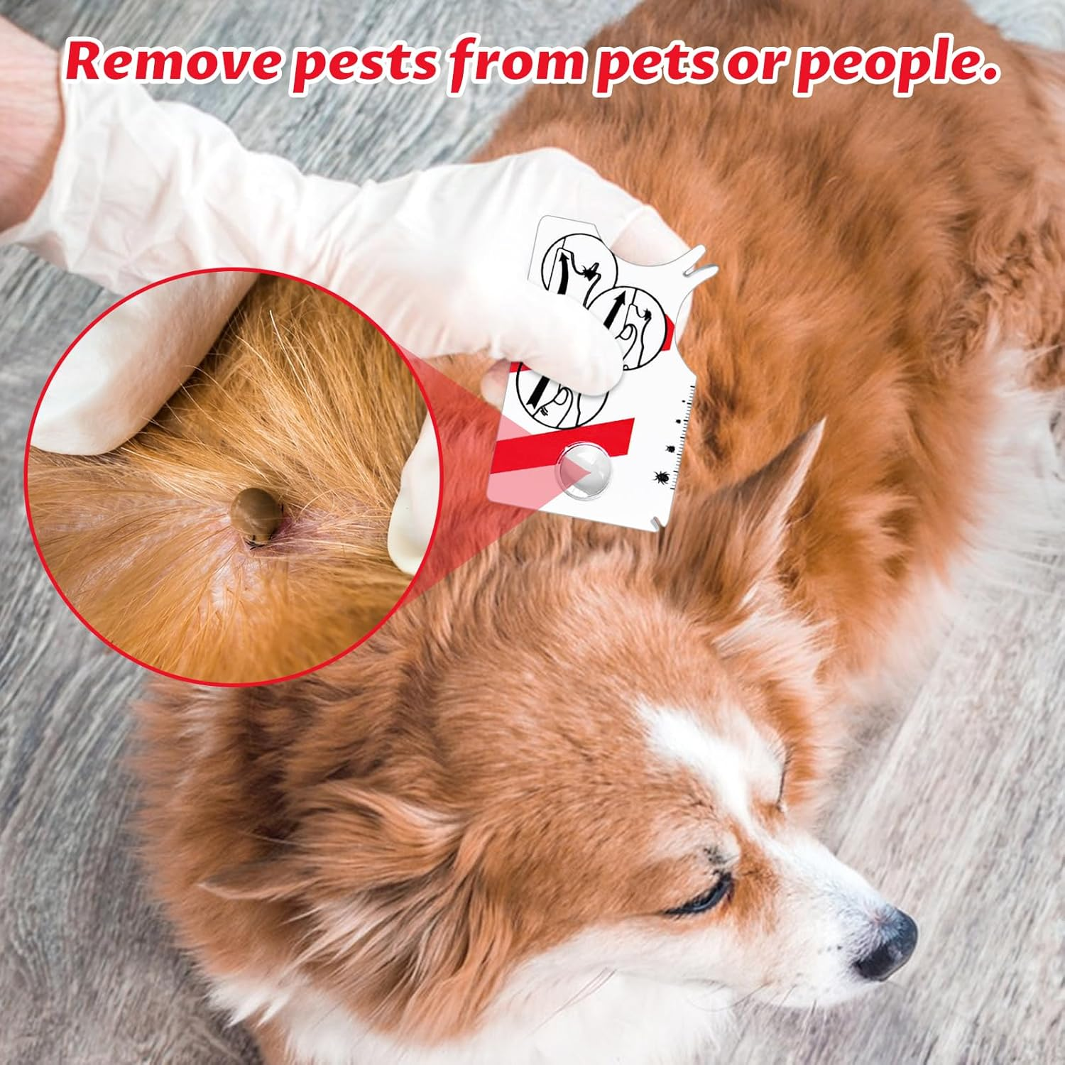 Colorich Pack of 2 Tick Cards Human, Tick Card Dog Cat Tick Removal Tick Card with Magnifying Glass for People Children Dogs Cats image number 1