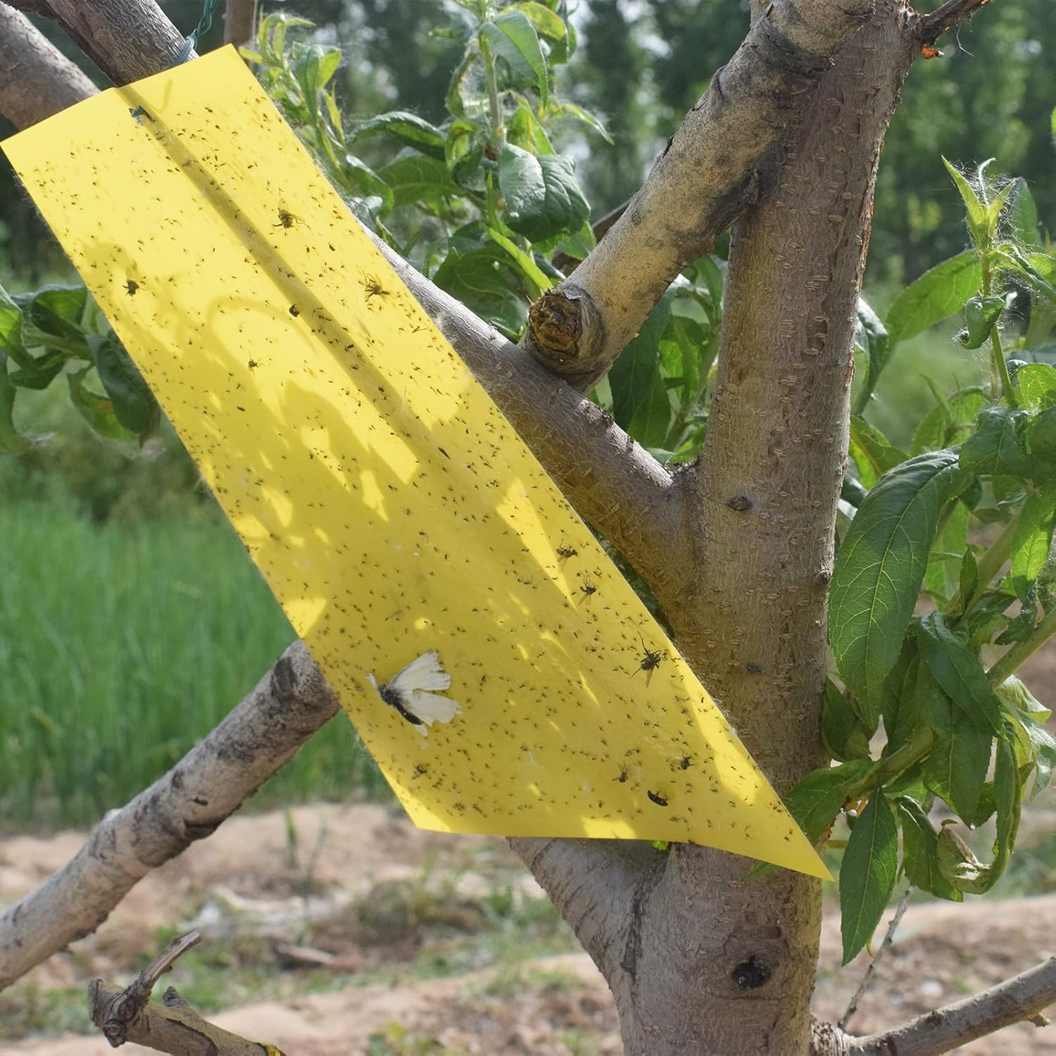 Sticky Traps for Flying Plant Insect Fungus Gnats 20Pcs 20 * 15Cm Dual-Sided Flying Insect Traps Can Be Cut image number 4