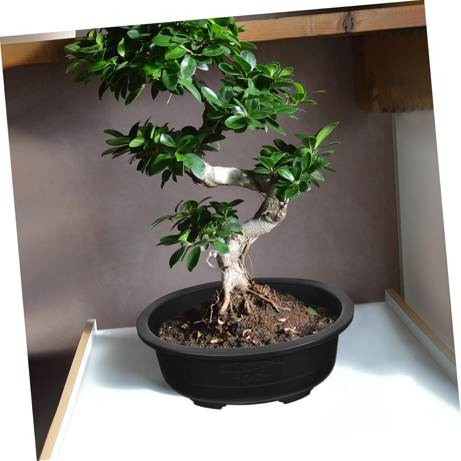 Cabilock Large Gardening Planter Pot 2Pcs Oval Plastic Bonsai Flowerpot Household Garden Supply Suitable for Indoor and Outdoor Planting image number 2