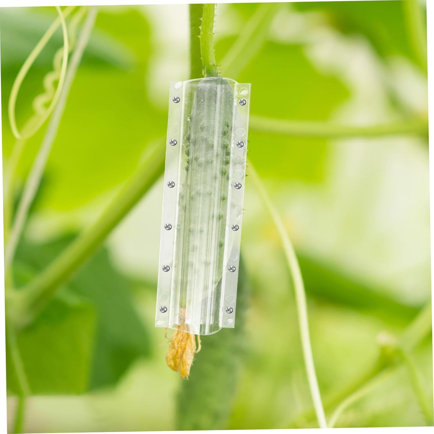 BESPORTBLE 4Pcs Vegetable Fruit Shaping Molds Molds Melon Ginseng DIY Gardening Outdoor Vegetable Growing Reusable