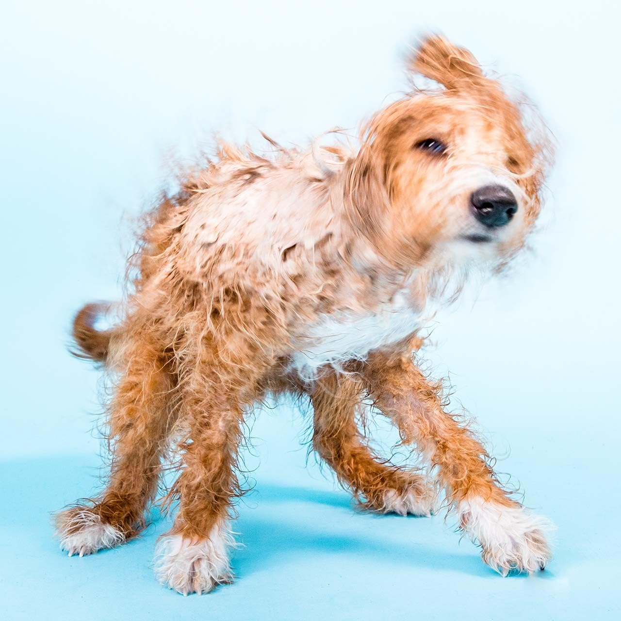 Dogs Solid Shampoo Bar - Sensitive 110G image number 5