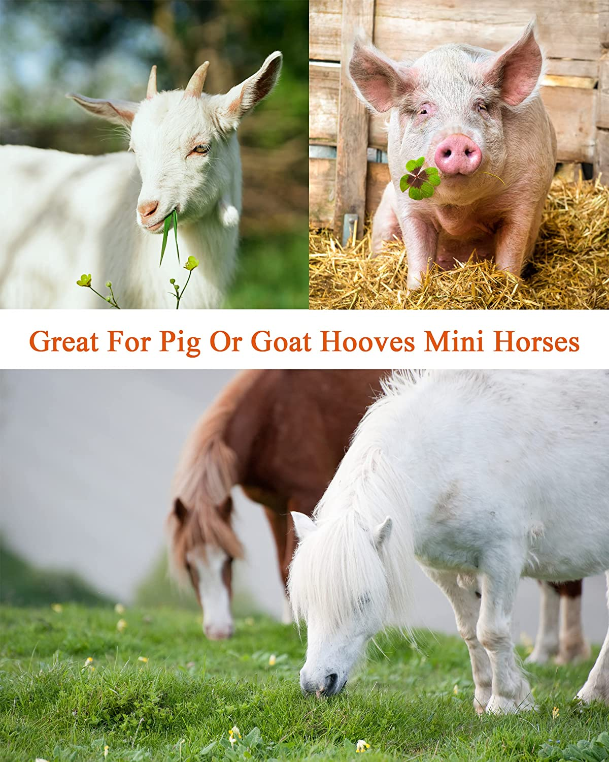 8 Inch Farrier Tool Kits （7 Piece） Mini Rasp Hoof File Goat Pig Equine Metal Shears Professional Farriers Hoof Nipper Cutter Handle Knife image number 5