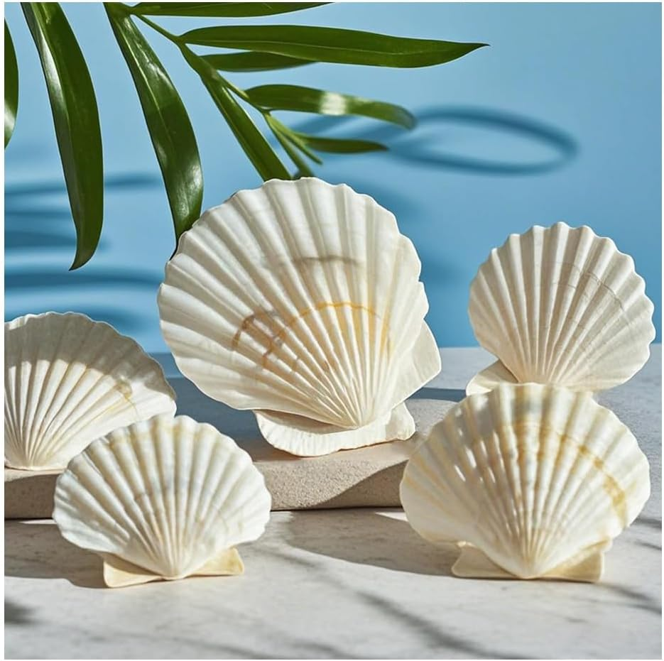 40Pcs Natural Scallop White Small Sea Shells for Real Seashells Shell Bulk Crafts Crafting for Ocean Party Home Decor Beach (White)