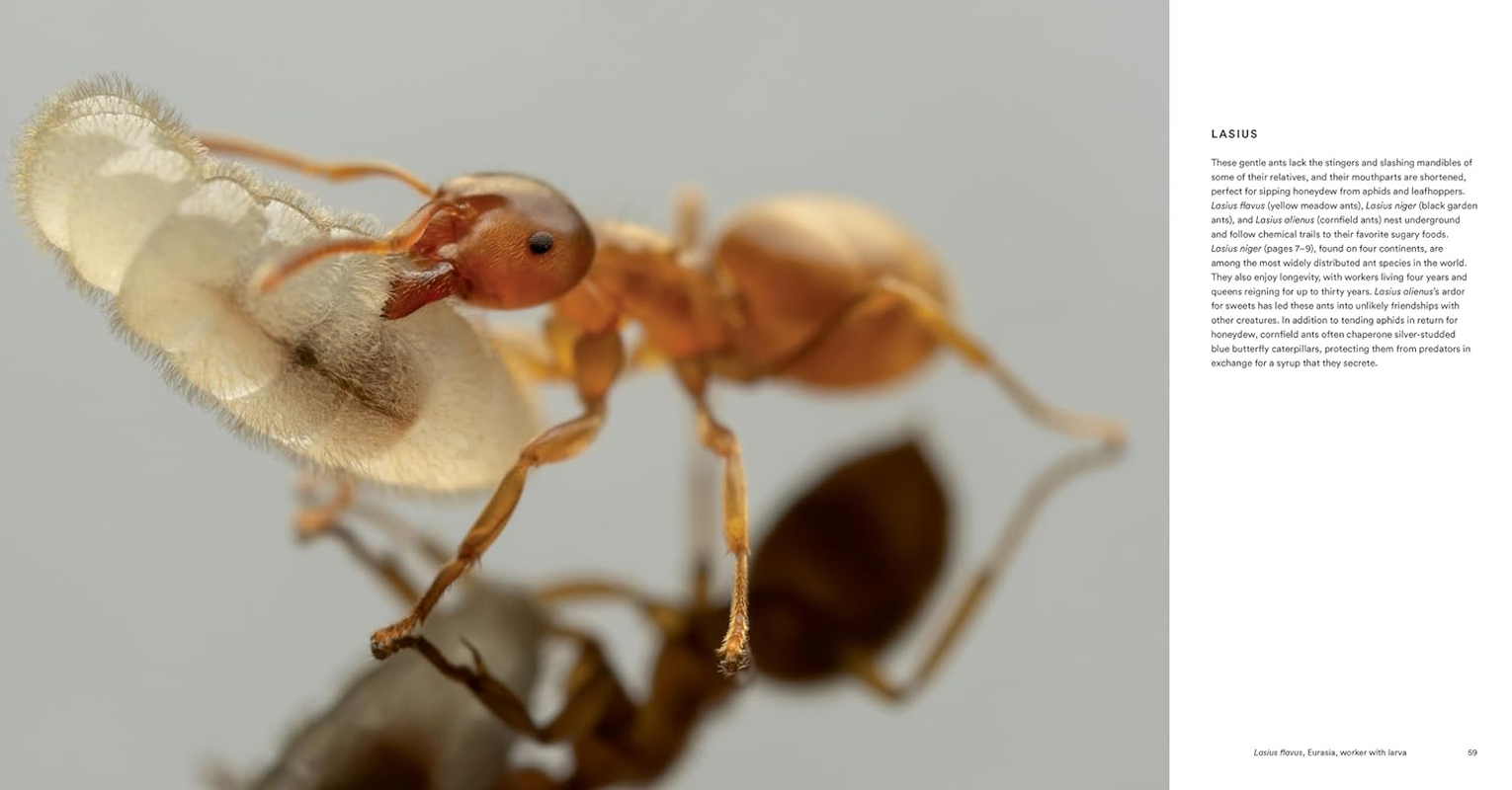 Ants:Workers of the World