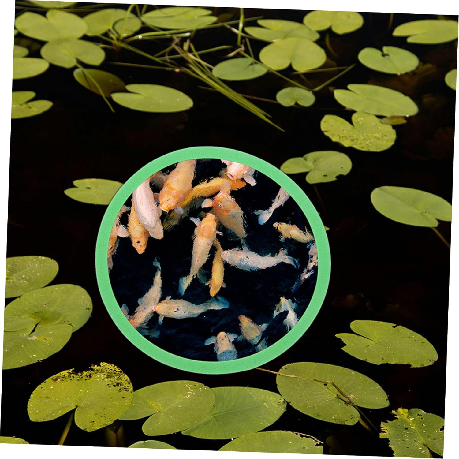 ANDRESLAD 20Pcs Floating Aquarium Plant Rings Reusable Fish Tank Floating Dividers for Betta and Aquatic Pets Supports Photosynthesis Easy Installation for Aquarium Landscaping image number 4