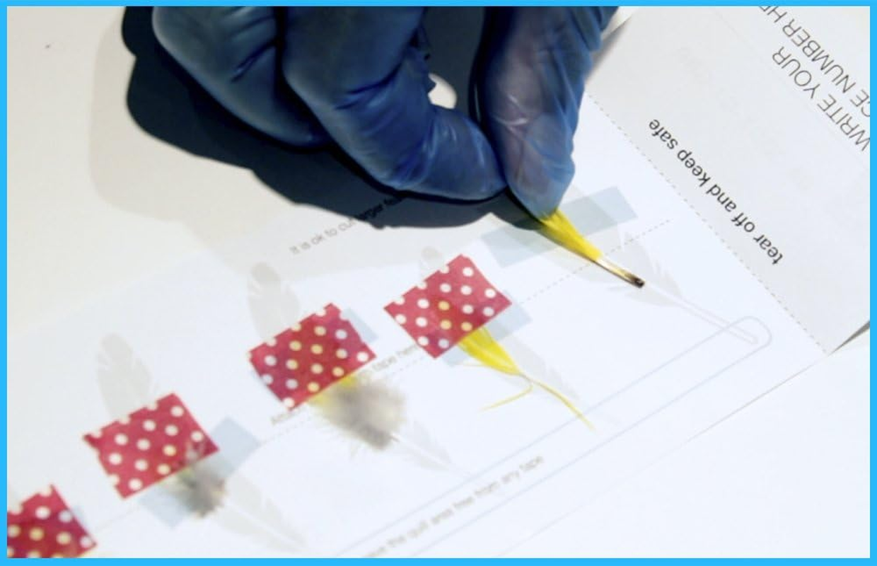 Pollygene Parrot DNA Gender Test &ndash; Bird Sexing Kit for African Grey, Macaw, Budgerigar, Lovebird, Cockatoo, Indian Ringneck, Lorikeets +300 Psittacine Species &ndash; Avian Gender Reveal & DNA Testing image number 1