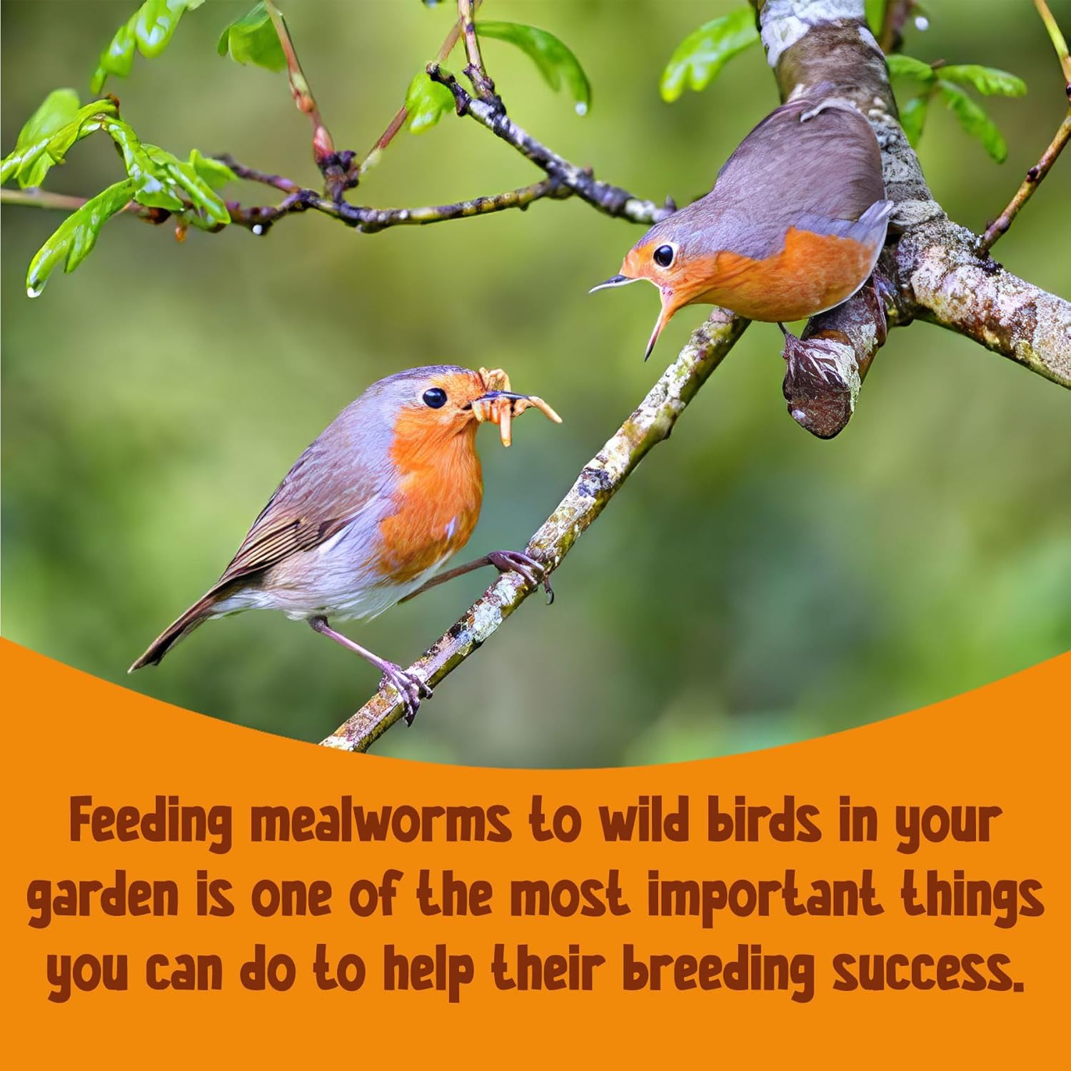 Chubby Mealworms (2 Kg), Dried Mealworms for Wild Birds, Protein Rich Dried Meal Worms High Energy Dried Mealworms for Birds, Reptiles, Gecko image number 5