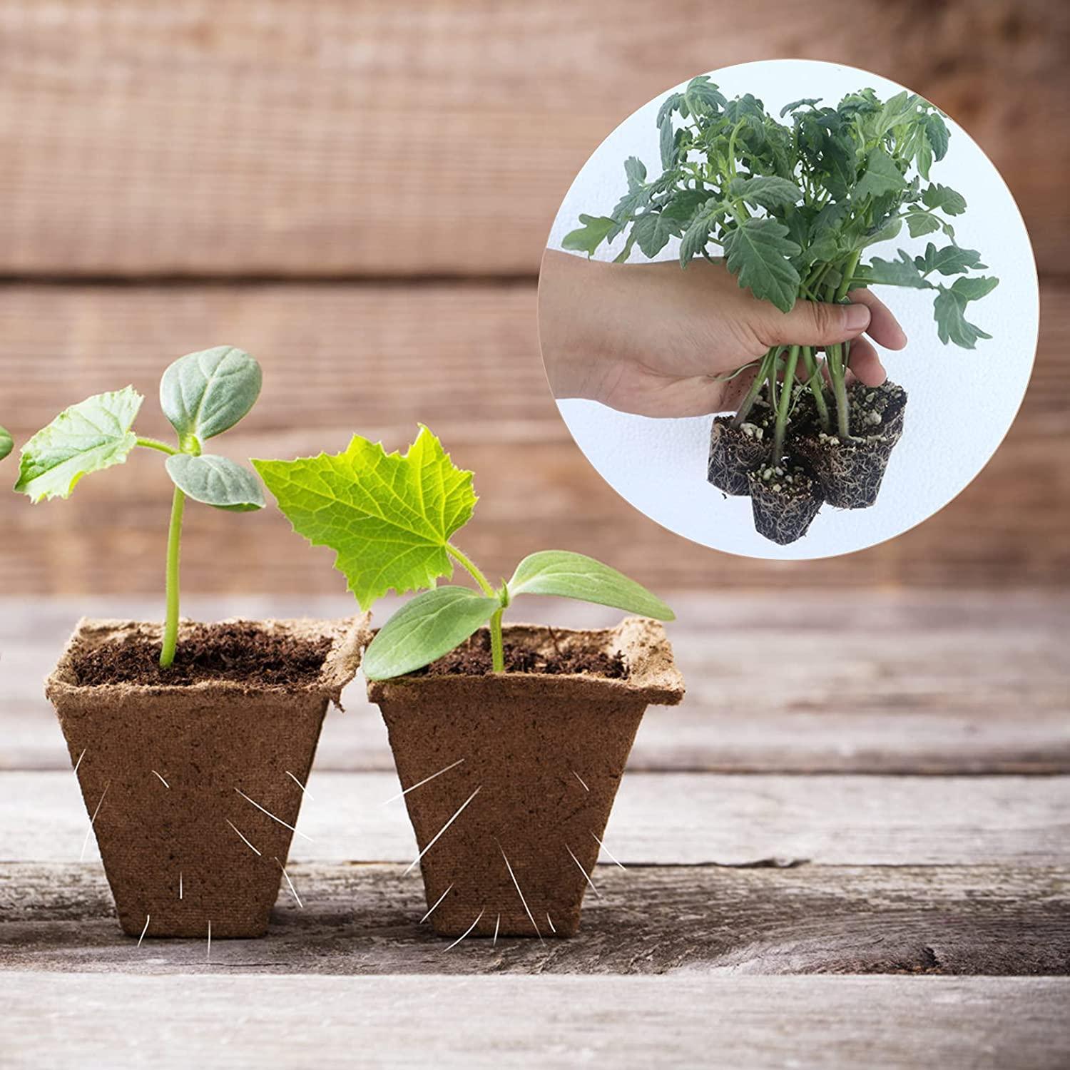 GWHOLE 144 Cell Seed Starter Tray Kit 12PCS X 12 Cell Seedling Trays Paper Peat Pots Organic Plant Peat Pots Germination Seedling Trays for Organic Vegetables, Greenhouse Plants, Seed Nursery