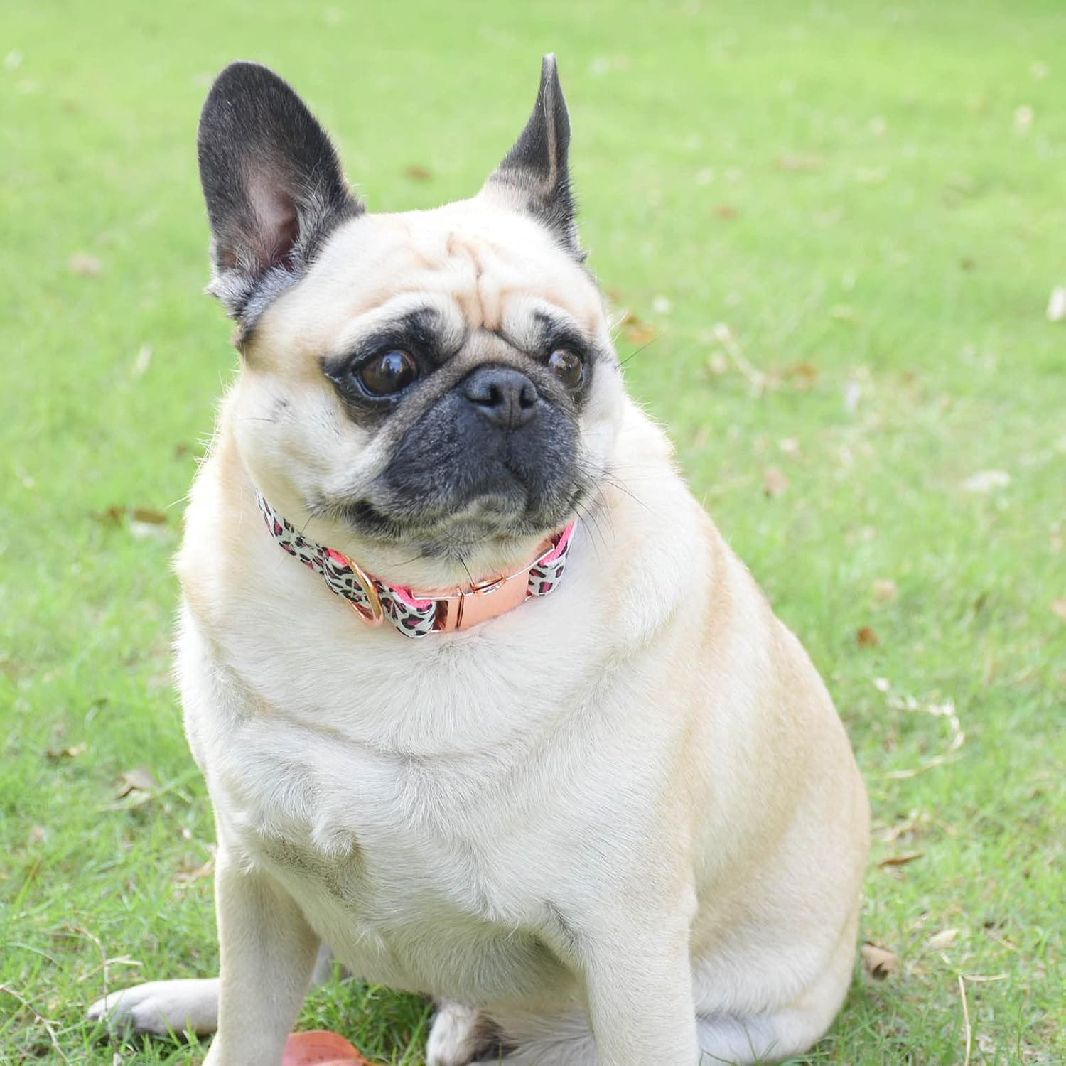 Metal Buckle Dog Collar, Durable Adjustable Dog Collar Soft for Small Medium Large Dogs (S(10-14In), Pink Leopard) image number 2