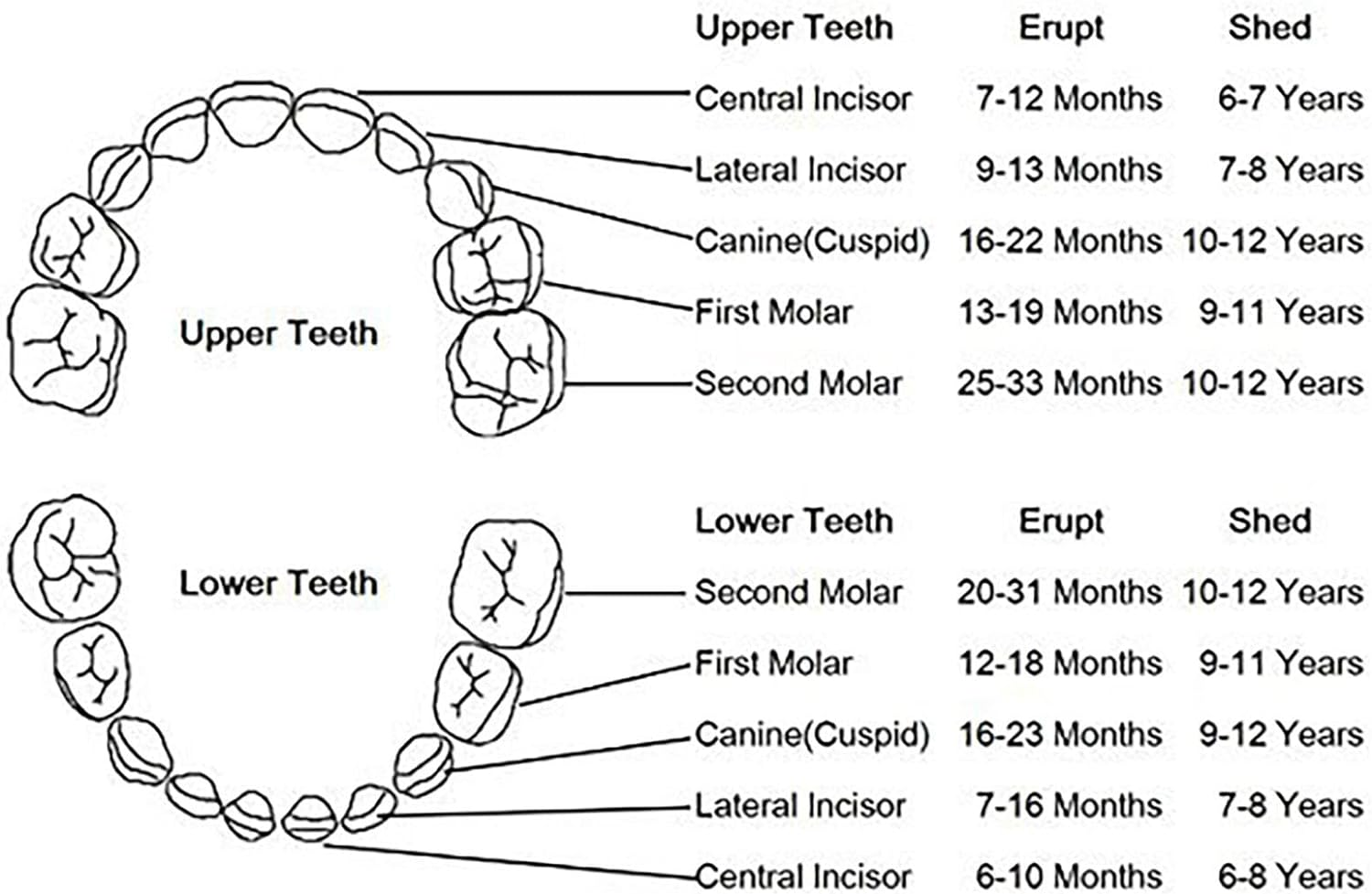 Tooth Holders for Kids Keepsake - Baby Tooth Holder Holds 20 Shed Teeth - Waterproof, Dustproof, Rainbow Pattern Tooth Holder with Tweezers, a Lanugo Bottle, Cotton Ball Pochy image number 6