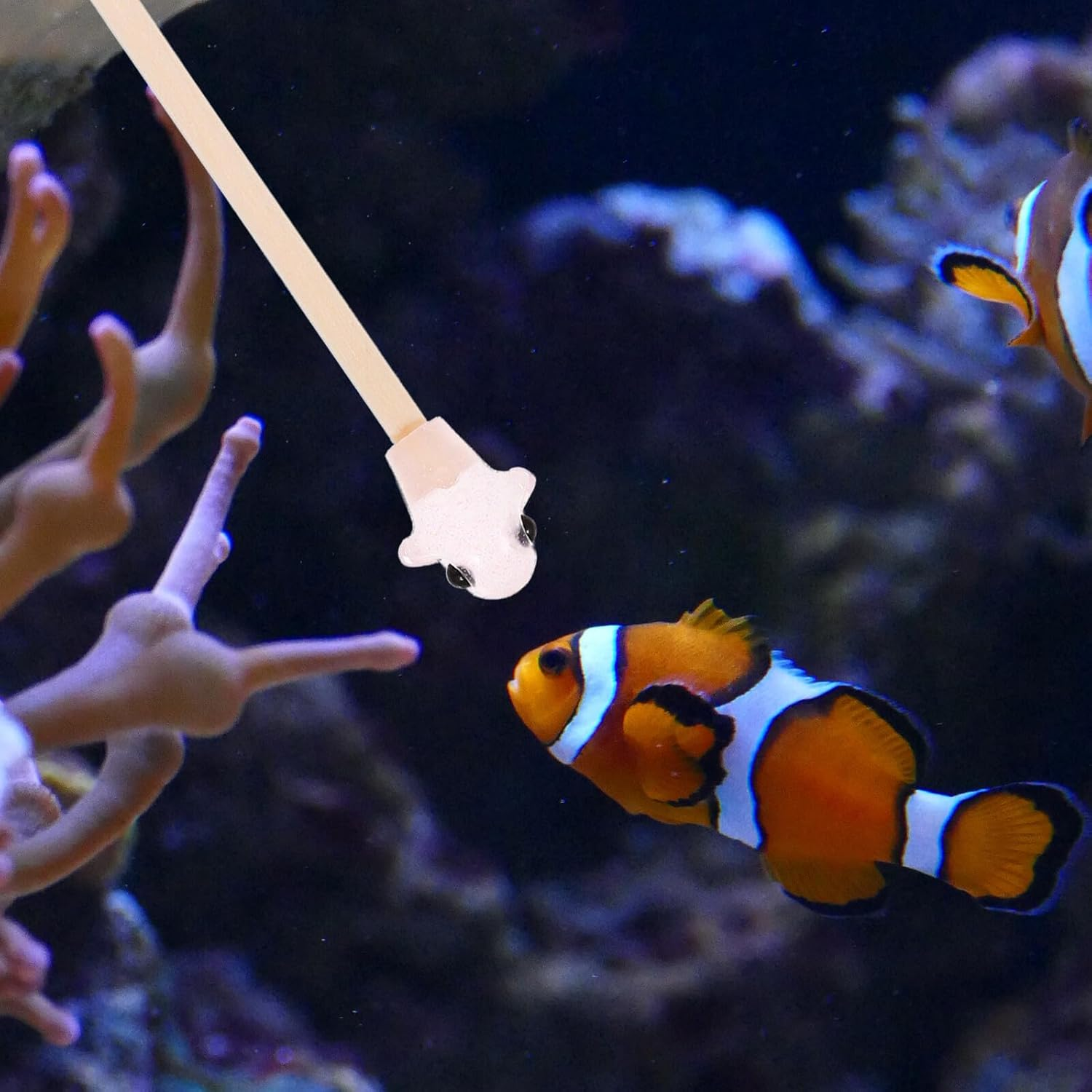 Alasum Betta Fish Training Wand Wooden Interactive for Betta Tank Exercise and Fish Activity Safe Material for Aquarium Pets and Desktop Aquariums image number 6