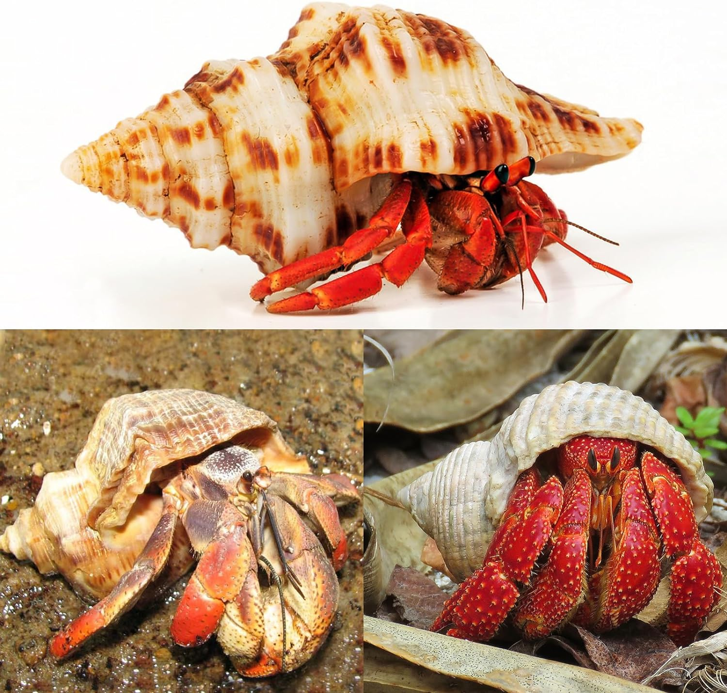 5PCS Extra Large Hermit Crab Shells | Natural Sea Conch Size 3" - 4.7", Opening Size 1.6" - 2.7" | Turbo Seashells for Hermit Crab Supplies and Beach Decoration Large Sea Shell