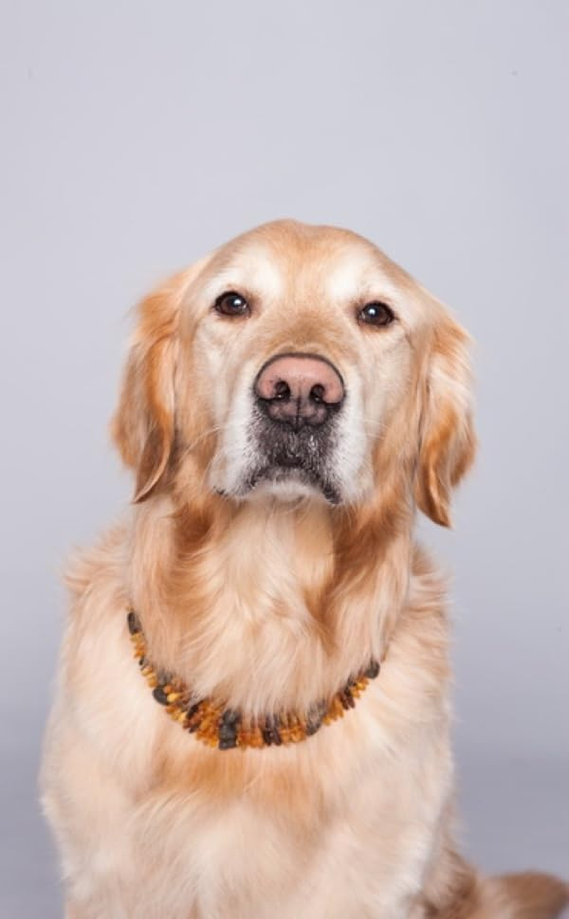 Amber Chain for Dogs, Amber Collar with Leather Strap, Tick Protection for Dogs, Fleas Dogs, Tick Protection Cat, Baltic Amber Raw image number 5