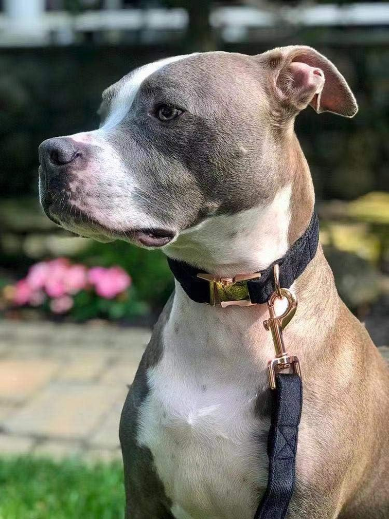 ARING PET Dog Collar Leash, Velvet Dog Collar Leash Set, Soft & Comfy, Adjustable Collars Dogs Cats image number 6