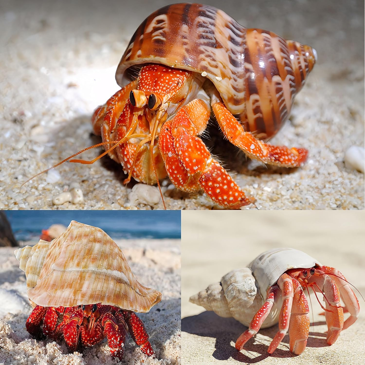 5PCS Large Hermit Crab Shells | Natural Sea Conch Size 2.8" - 3.9", Opening Size 1.5" - 2.5" | Turbo Seashells for Hermit Crab Supplies and Beach Decoration Large Sea Shell image number 3