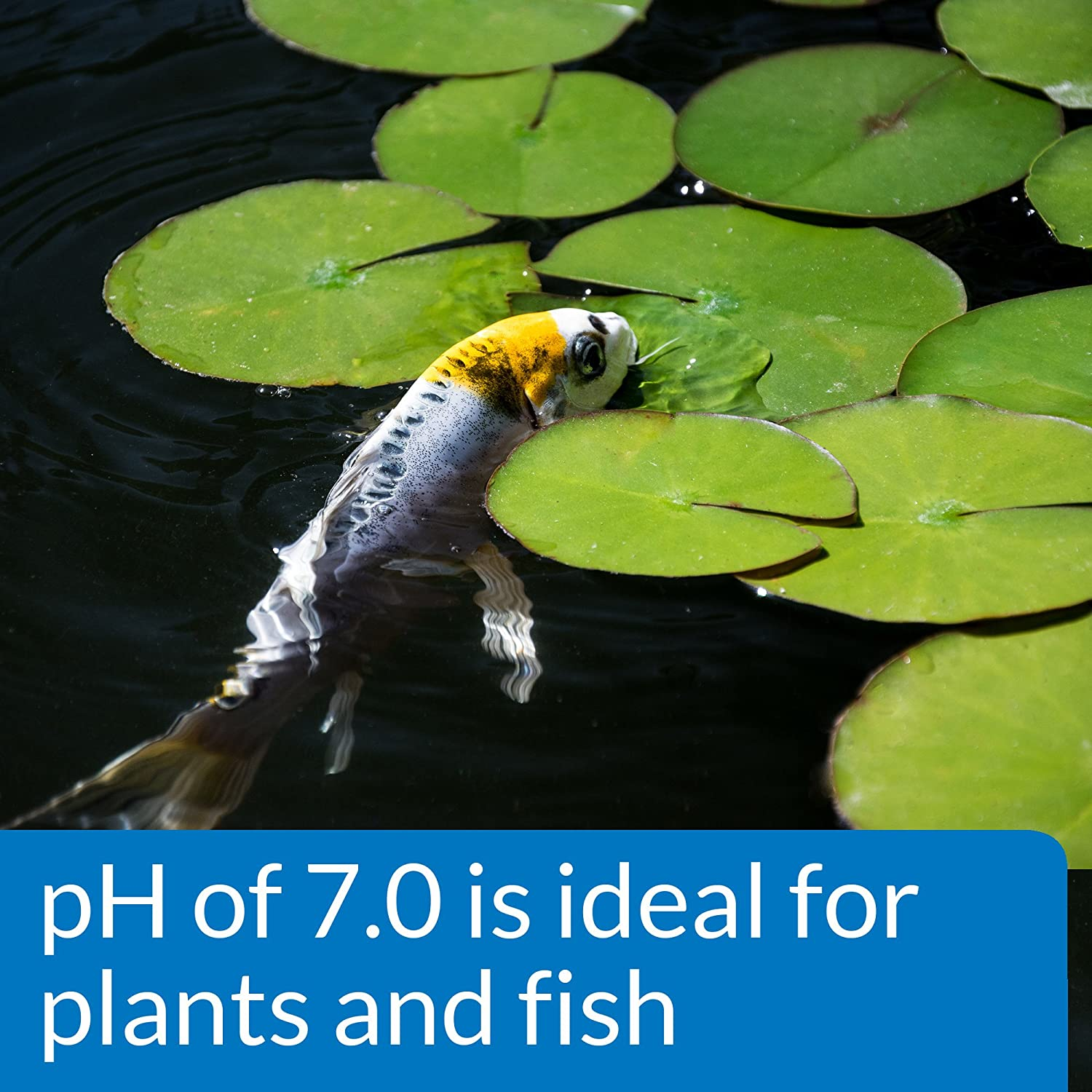 API Pond Water Test Kit, image number 4