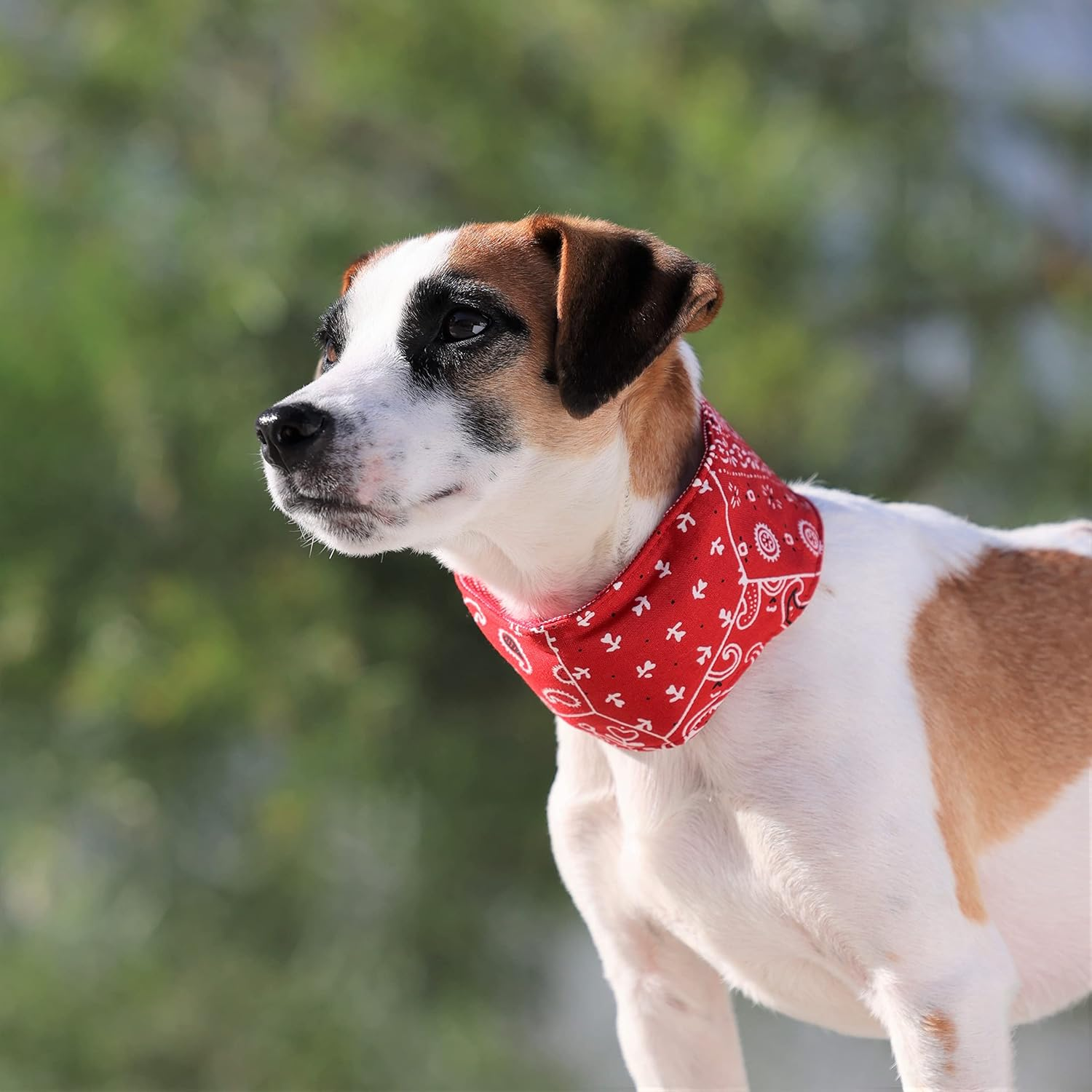 Dog and Life Cool Neck Band EX (With Soft Ice Pack), Red, Dog, XS Size image number 4