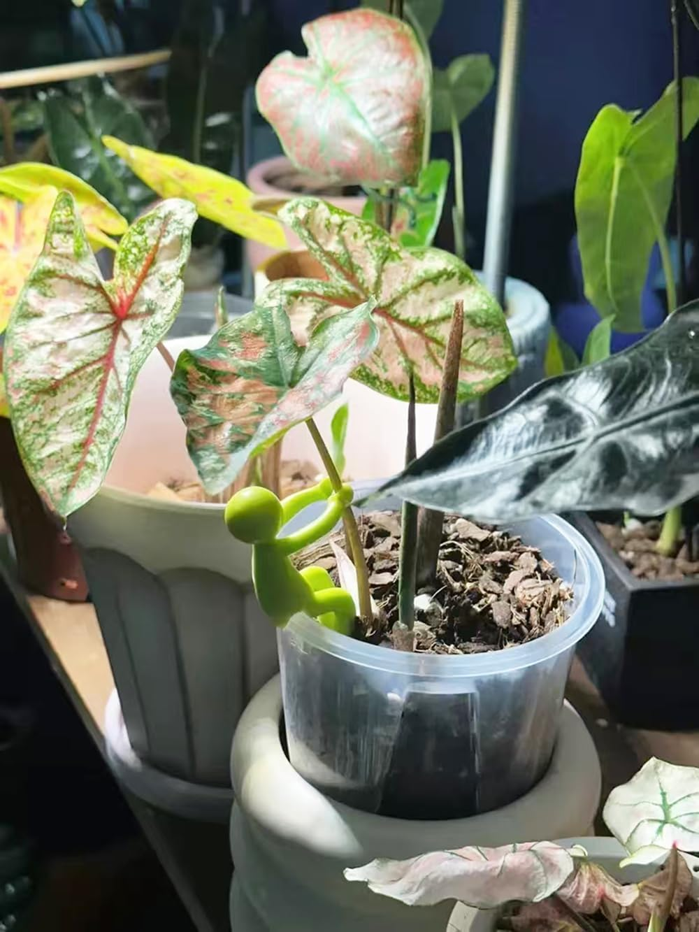 12 PCS Plant Propagation Buddy,Decorative Plant Supports Garden Decoration,Little Man Plant Holder for Sprouts,Stems Shoots, Cuttings,Plant Nurturing image number 5