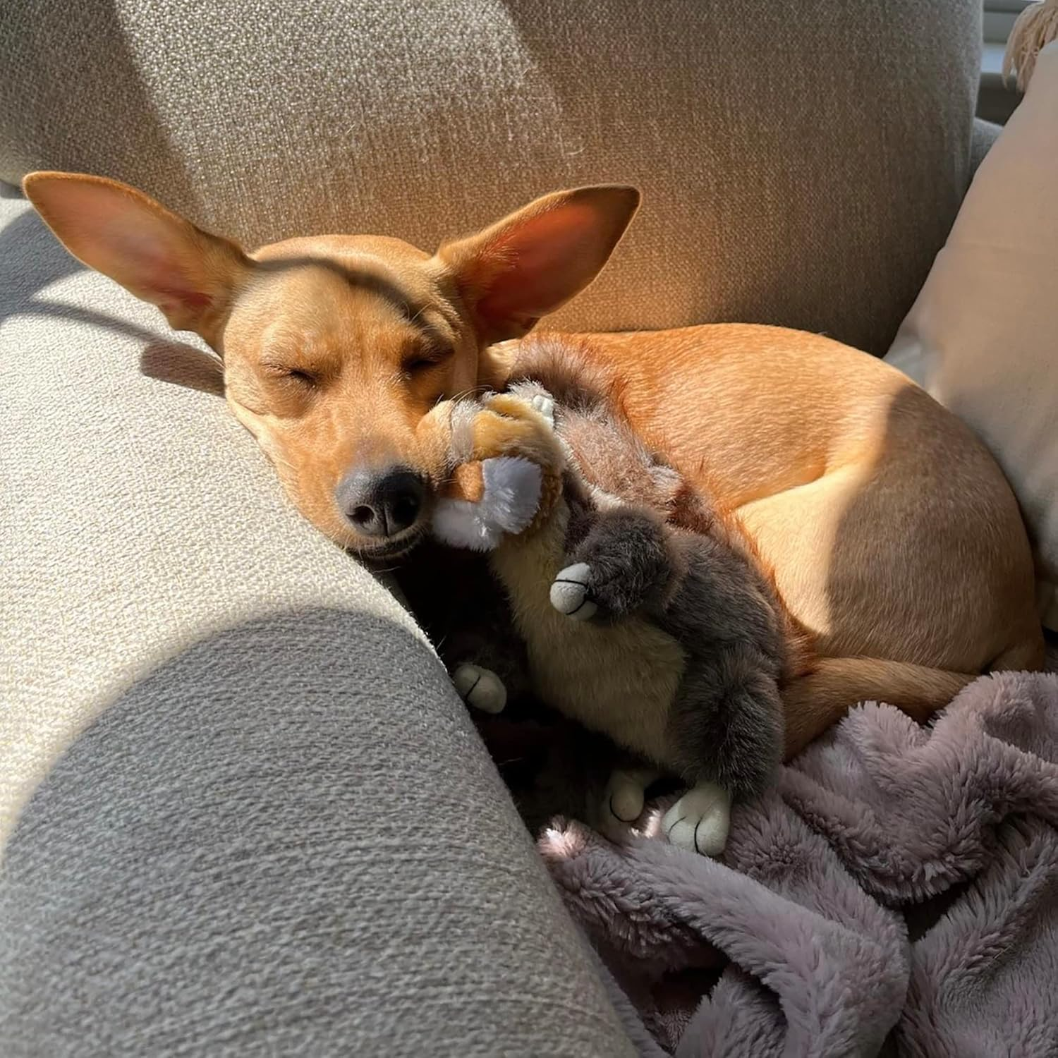 Woodlands Small Plush Squirrel Dog Toy- image number 5