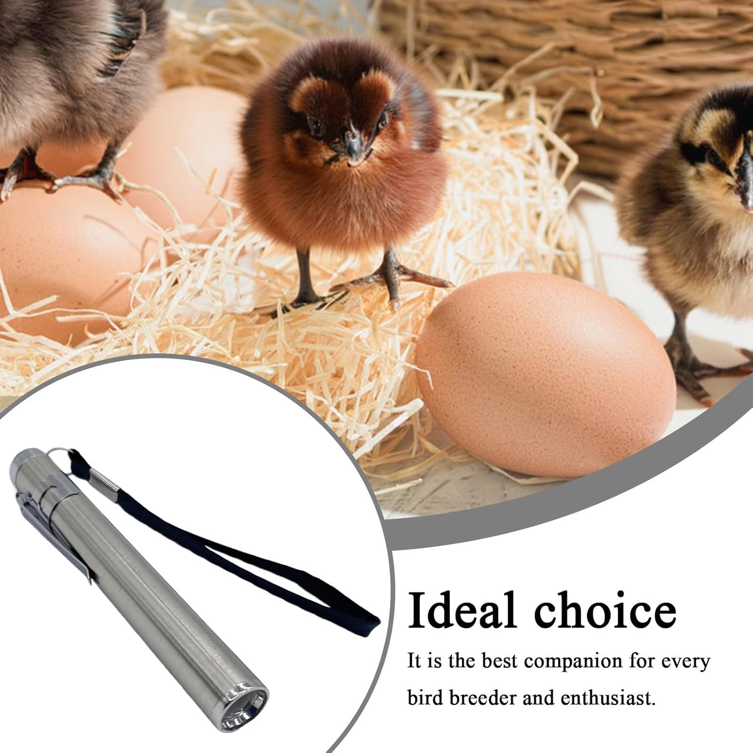 Egg Candler | Portable Egg Candler,Incubator Breeding Lamp for Home Incubation Projects Educational Demonstrations Poultry Care Backyard Chicken Farming image number 5