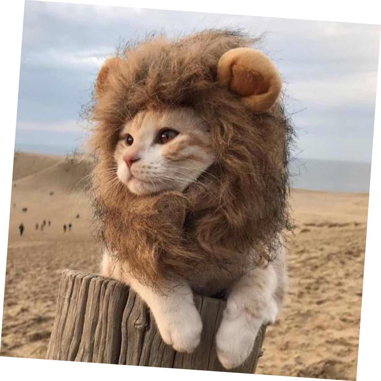 Levemolo Cat Dress up Costume Cat Lion Costume Cat Customs for Halloween Cosplay Hats Lion Mane Dog Costume Dogs Halloween Costumes Cat Hats Caps Lion Wig Head Cap Accessories Pet image number 1
