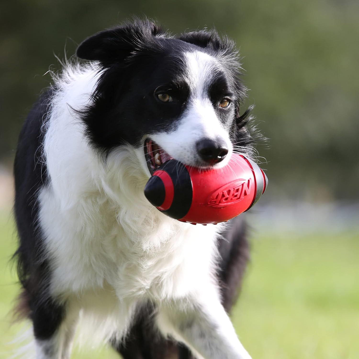 Nerf Dog Rubber Football Dog Toy with Interactive Squeaker, Lightweight, Durable and Water Resistant, 7 Inch Diameter for Medium/Large Breeds, Single Unit, Red image number 3