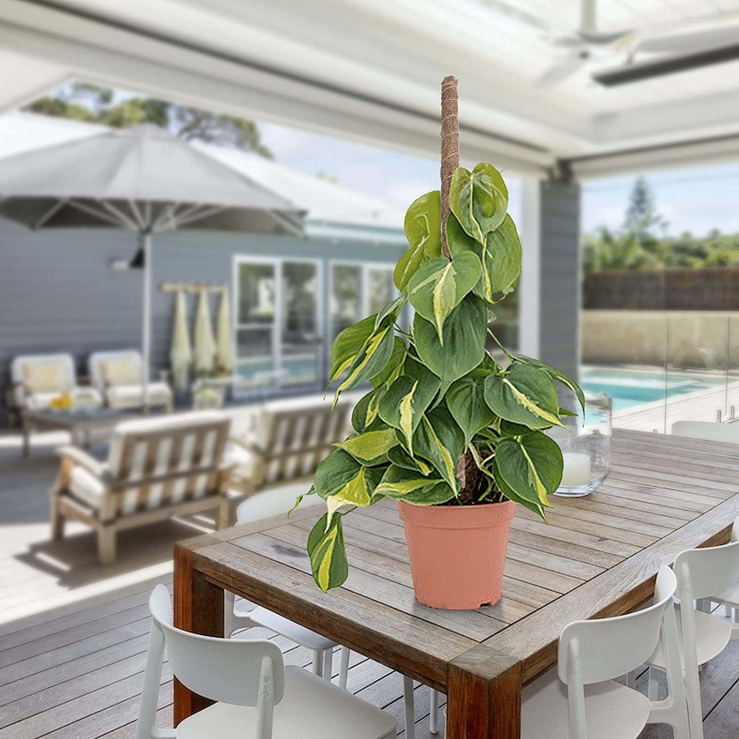 Moss Pole Plant Stakes Support 25 Inch Coco Coir Pole for Plants Monstera Indoor Plants Climbing Plants Growth Pack of 2 (Moss) image number 1