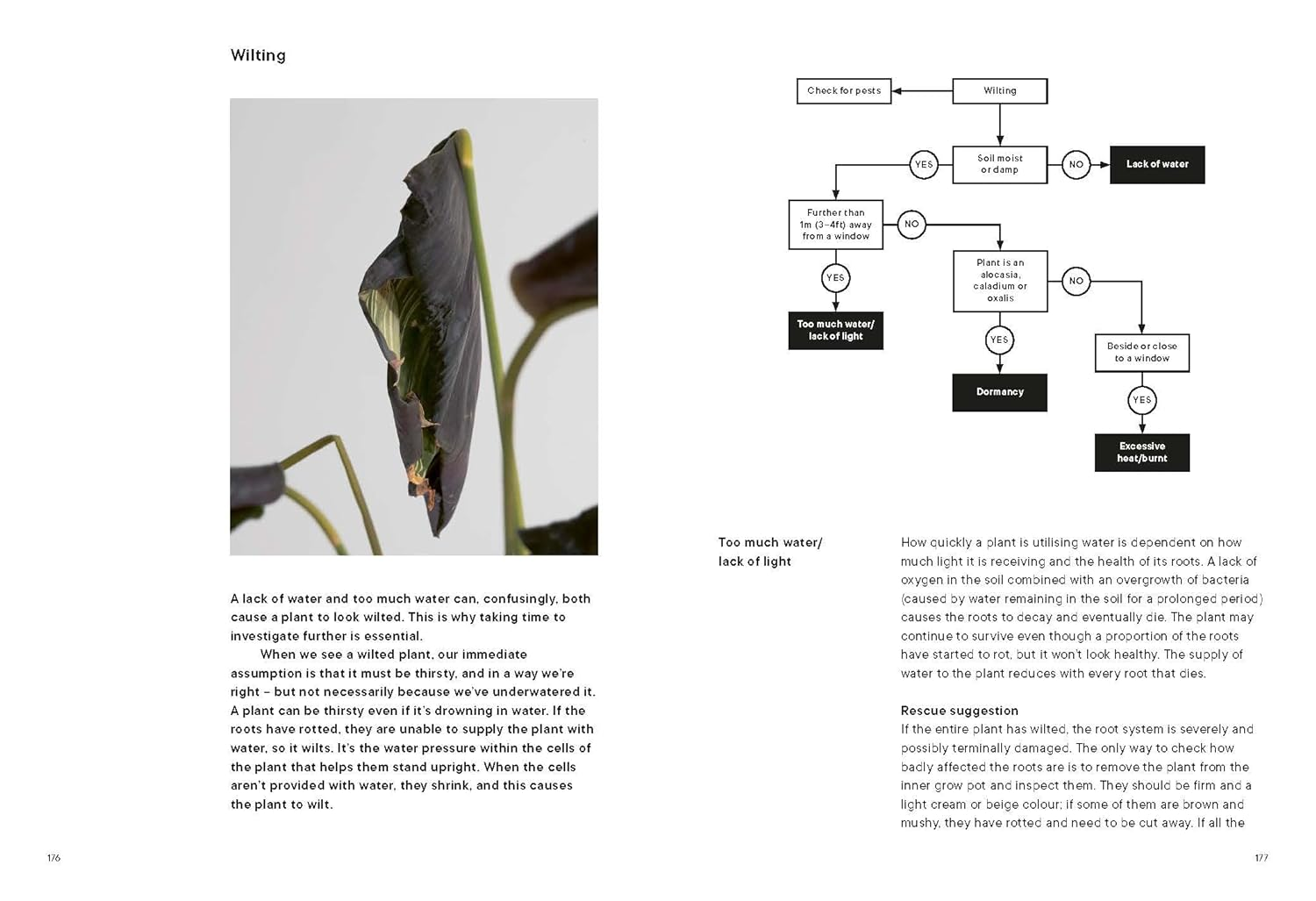 The Plant Rescuer: the Book Your Houseplants Want You to Read image number 1