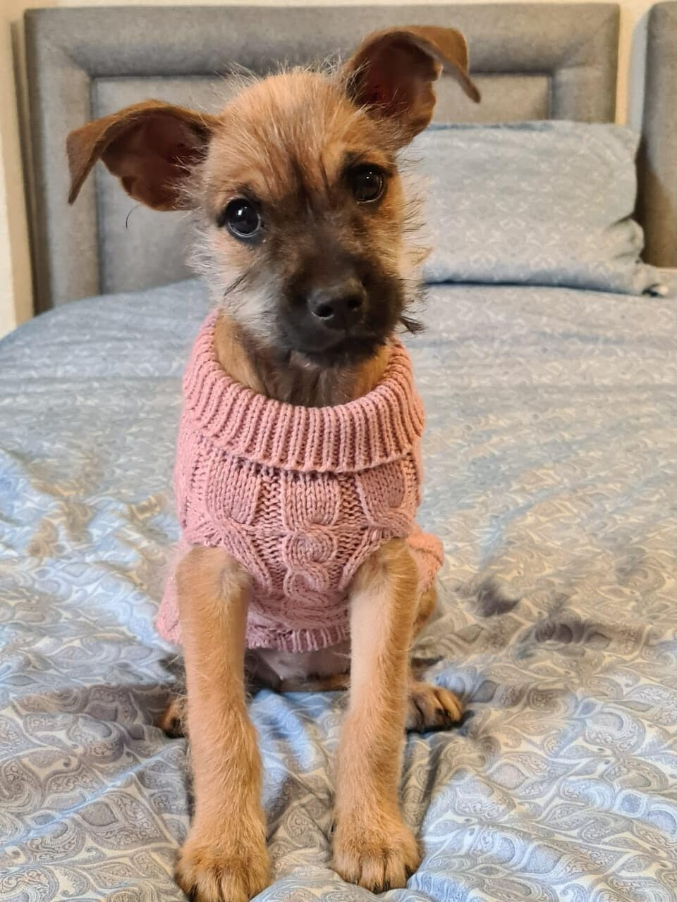 LASIEYO Dog Jumper, Small Dogs, Turtleneck Knitted Jumper, Winter Warm Dog Jumper, Pet Warm Jumper for Small Dogs (L) image number 6
