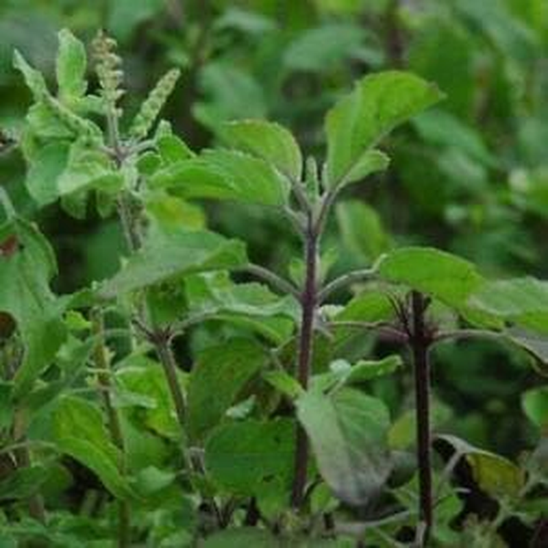 Tulsi/Indian Green HOLY Basil 100 Seeds Culinary Stress Remedy
