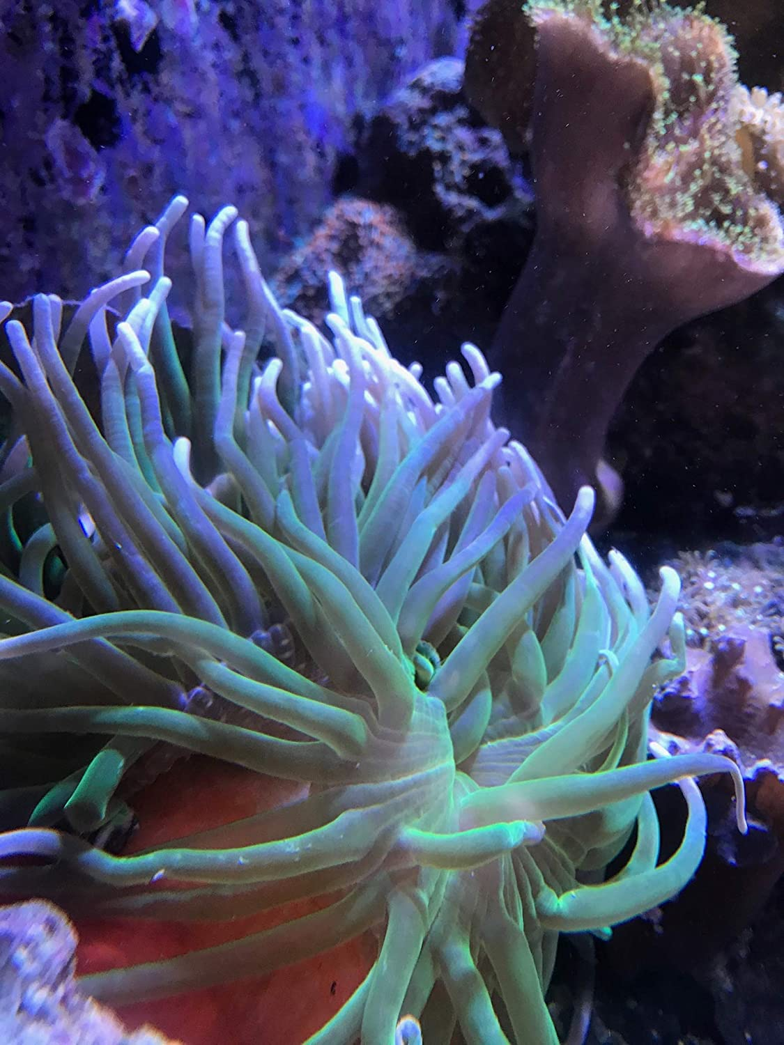 Seachem Reef Calcium (SC35309)