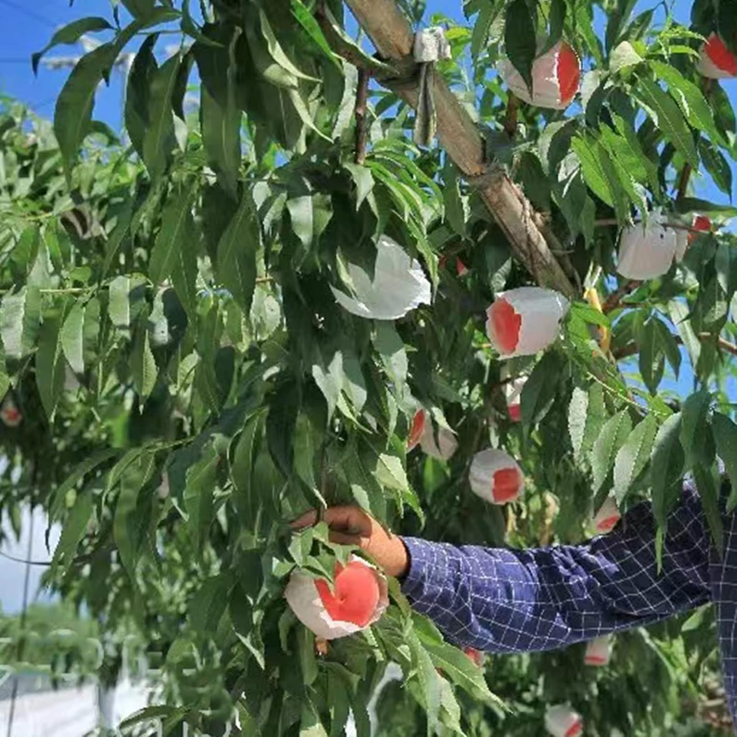 Houwana Fruit Protection Paper Bags 100Pcs White Protection Cover Bags 6.2X7.7Inch, Fruit Bags for Fruit Trees, Orchard, Trees, Frost, Plants (16X20) image number 5