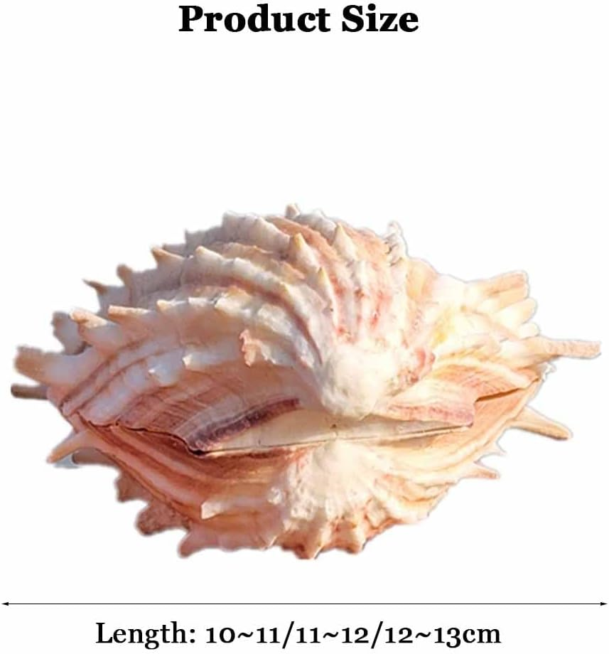 Shells,Conch Shell, Shells Natural Large Conch Shell 10-13Cm for Home Decorations,Diy Crafts(10~11Cm) image number 3