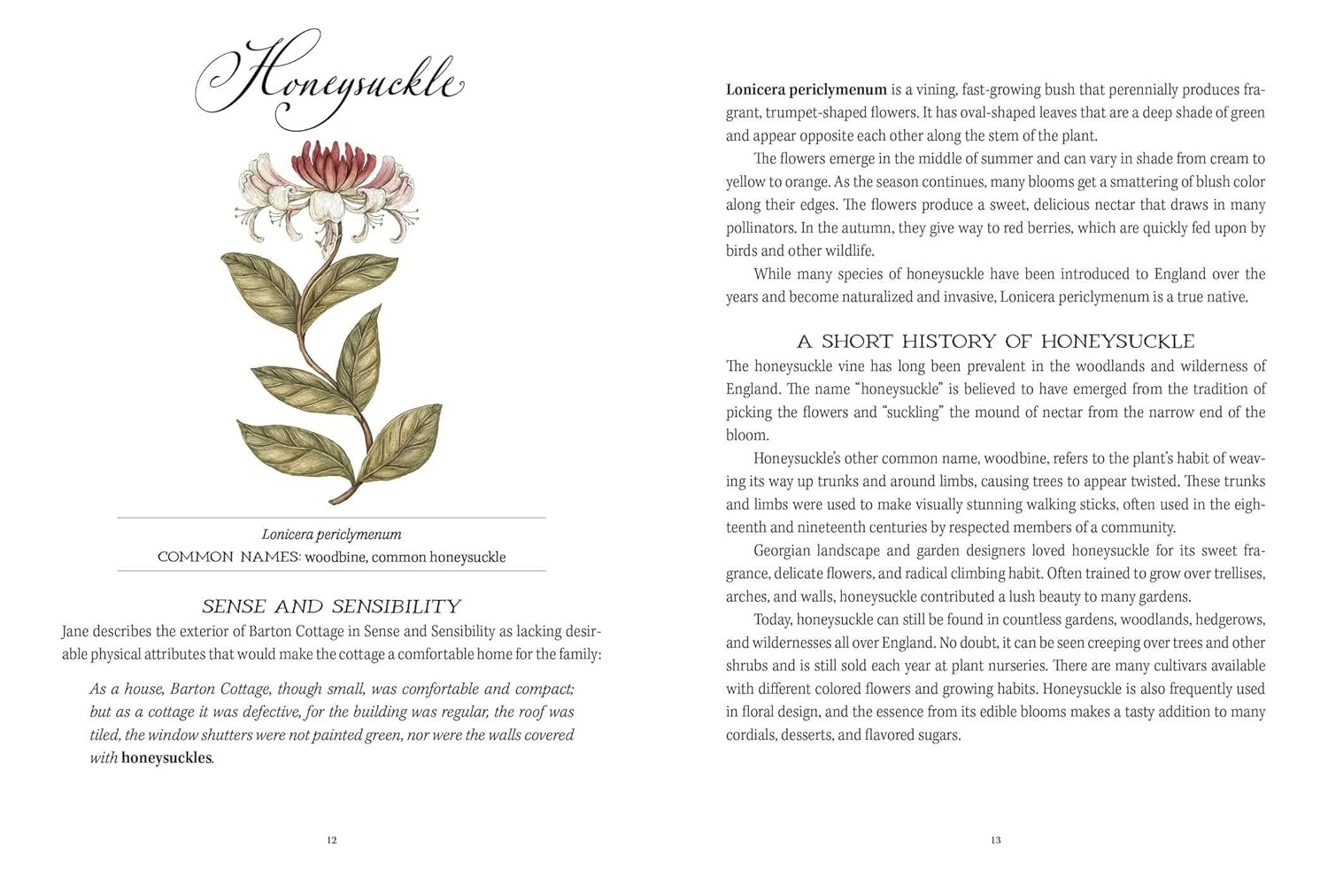 Jane Austen'S Garden: a Botanical Tour of the Classic Novels image number 4