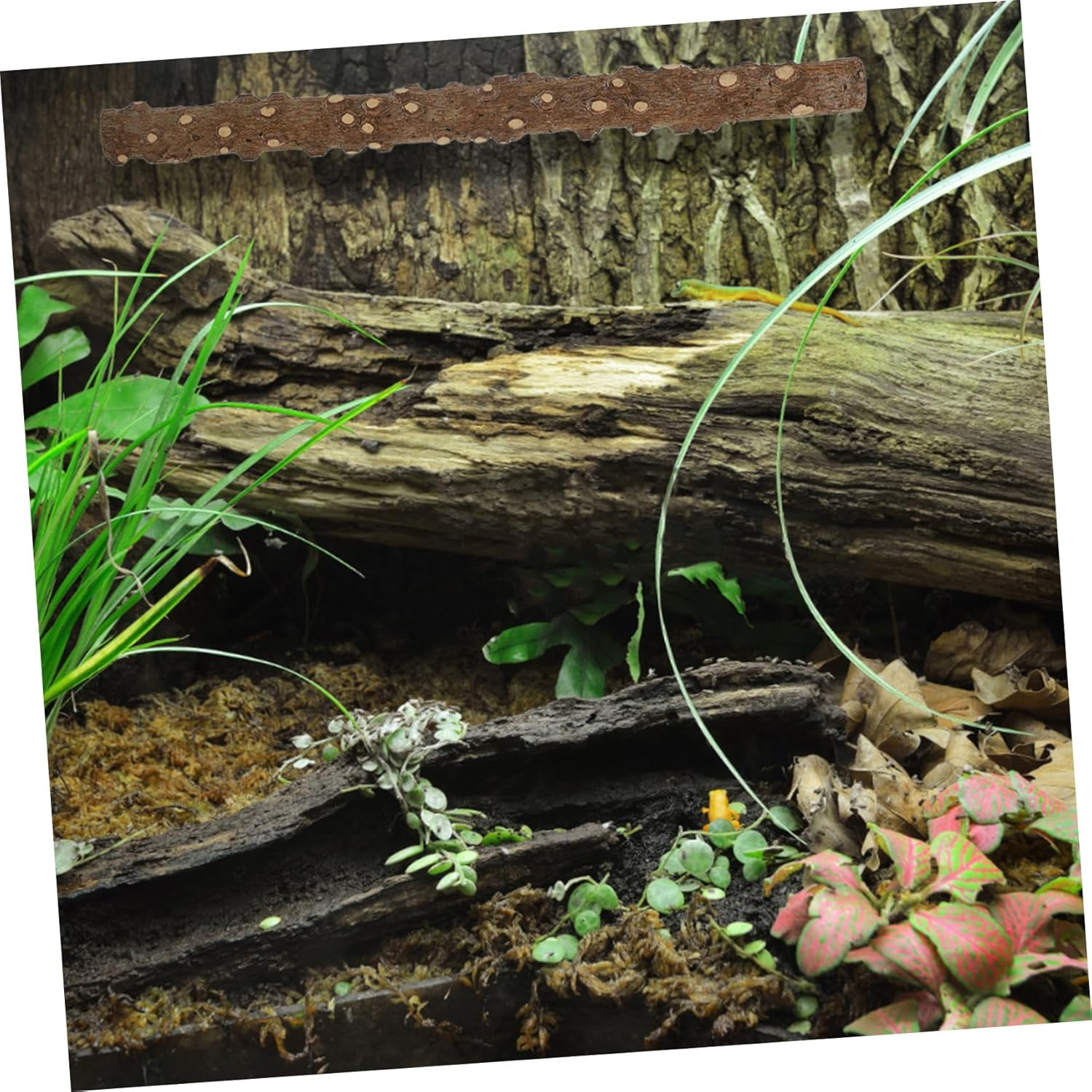 Reptile Corner Stick Branch with Suction Cup and Tie, 2Pcs Pepperwood Climbing Tree Branch for Lizard and Hermit Crab Terrarium Habitat Decoration image number 4