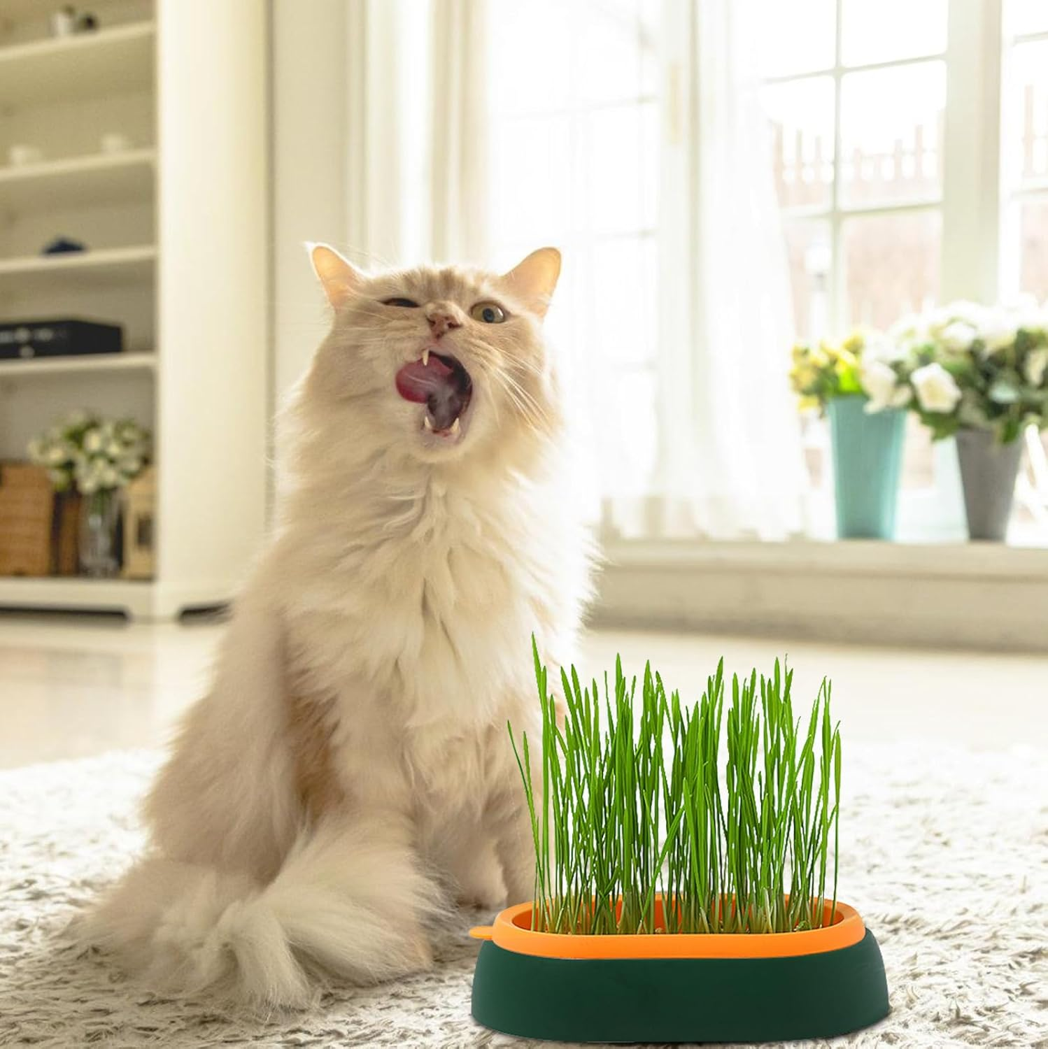 HOMURY Cat Grass Tray Growth Set: Plastic Comfortable Cat Grass Case, 2 Pieces Hydroponic Cat Grass Box with 6 Bag Seed, Cat Grass Germination Tray for Cat Dogs Pets image number 4