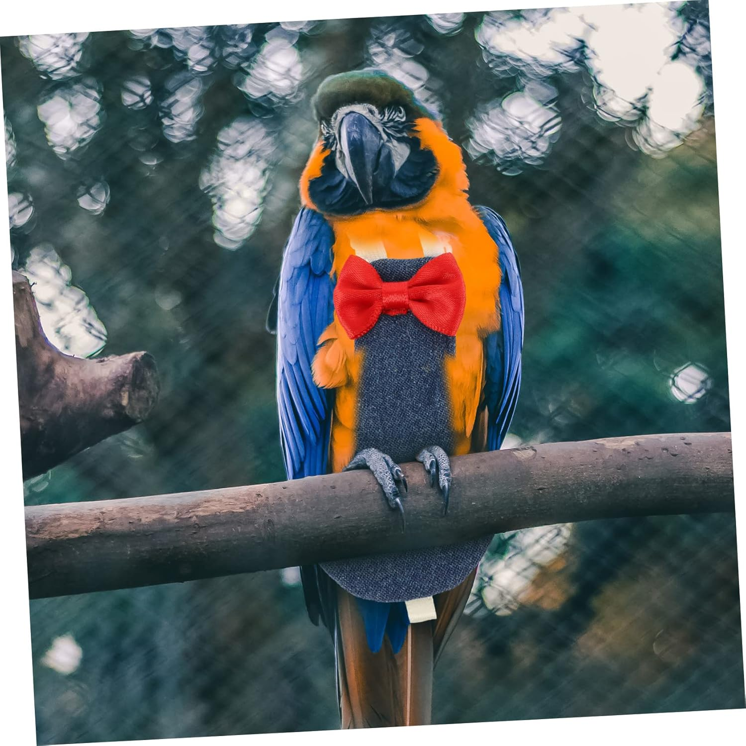 Generic 3Pcs Flying Bird Diapers for Cockatiel, Parakeets and Parrots - Pet Bird Clothes Suit image number 3