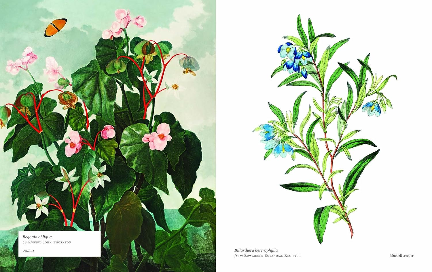 Biblioflora: a Celebration of Floral Beauty in Botanical Art image number 2