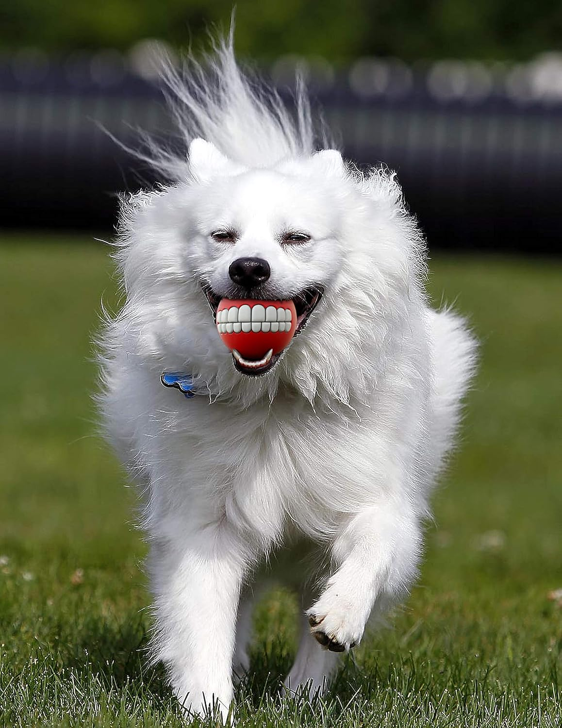 SLR Brands 6 Pack Teeth Ball for Dog and Pets with Funny Human Smile Ball for Dog Ball Also a Great Teeth Toy Chew Squeaker Squeaky Sound Dog Puppy Play Toys Chew Toys