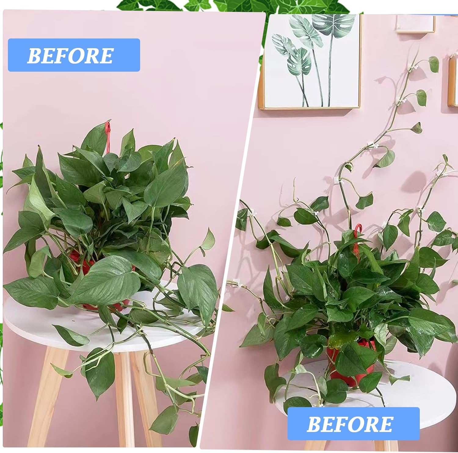 Self-Adhesive Vine Plant Climbing, 50Pcs Wall Fixer Vine Clips, Invisible Plant Climbing, Wall Clips, Wall Vines Fixture Wall Sticky Hook for Gardening Plant Support Fixture image number 4