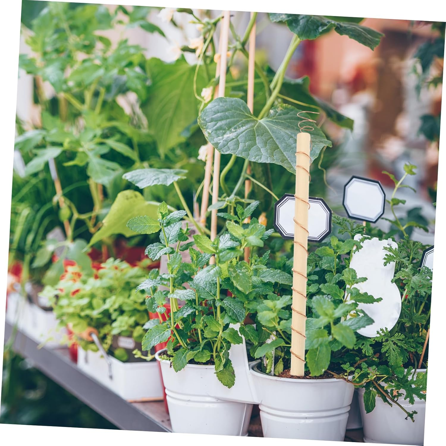 Yardenfun 4Pcs Vegetable Antenna Coils Plant Stake Gardening Coil Antenna for Garden Accessory Optimize Plant Vigor