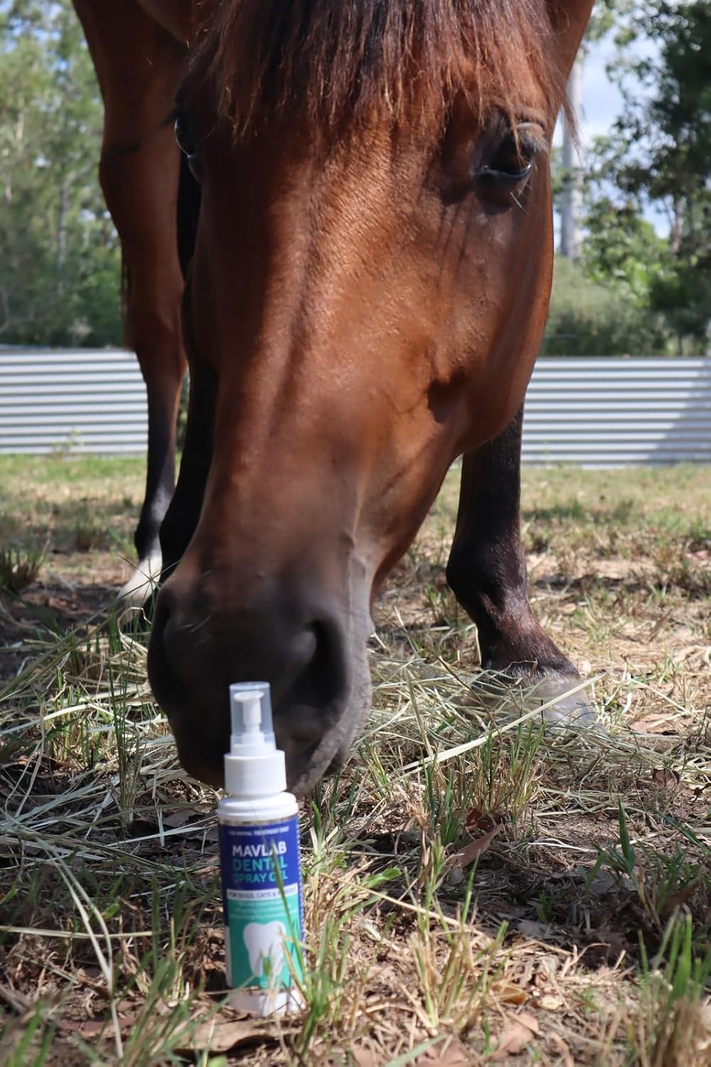 Mavlab Dental Spray Gel 125G for Dogs and Cats, Veterinary Formulated Oral Care to Reduce Plaque and Freshen Breath, Australian Made, Veterinary Registered