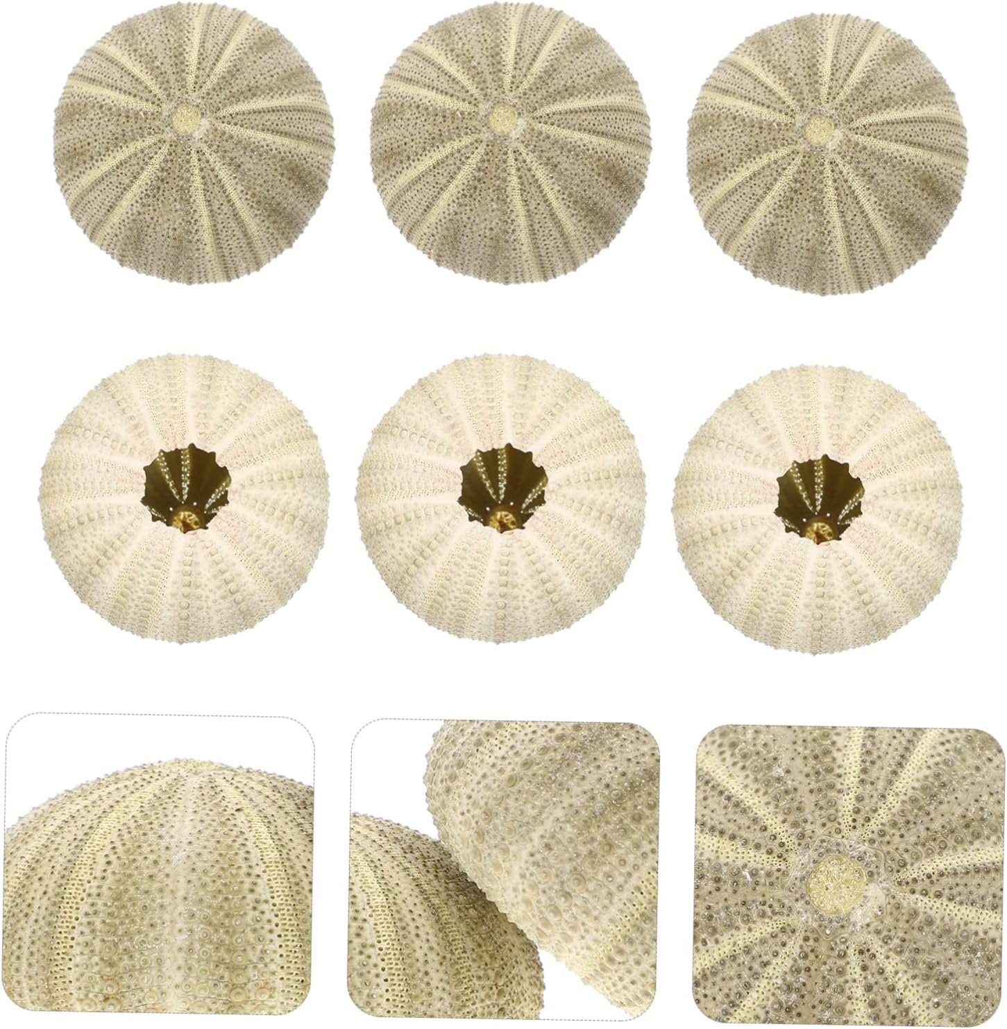 PRETYZOOM 6Pcs Sea Urchin Decor Air Plant Pot Shell Conch Tabletop Flowerpots for Indoor Plant Pot Gardening Supplies image number 4