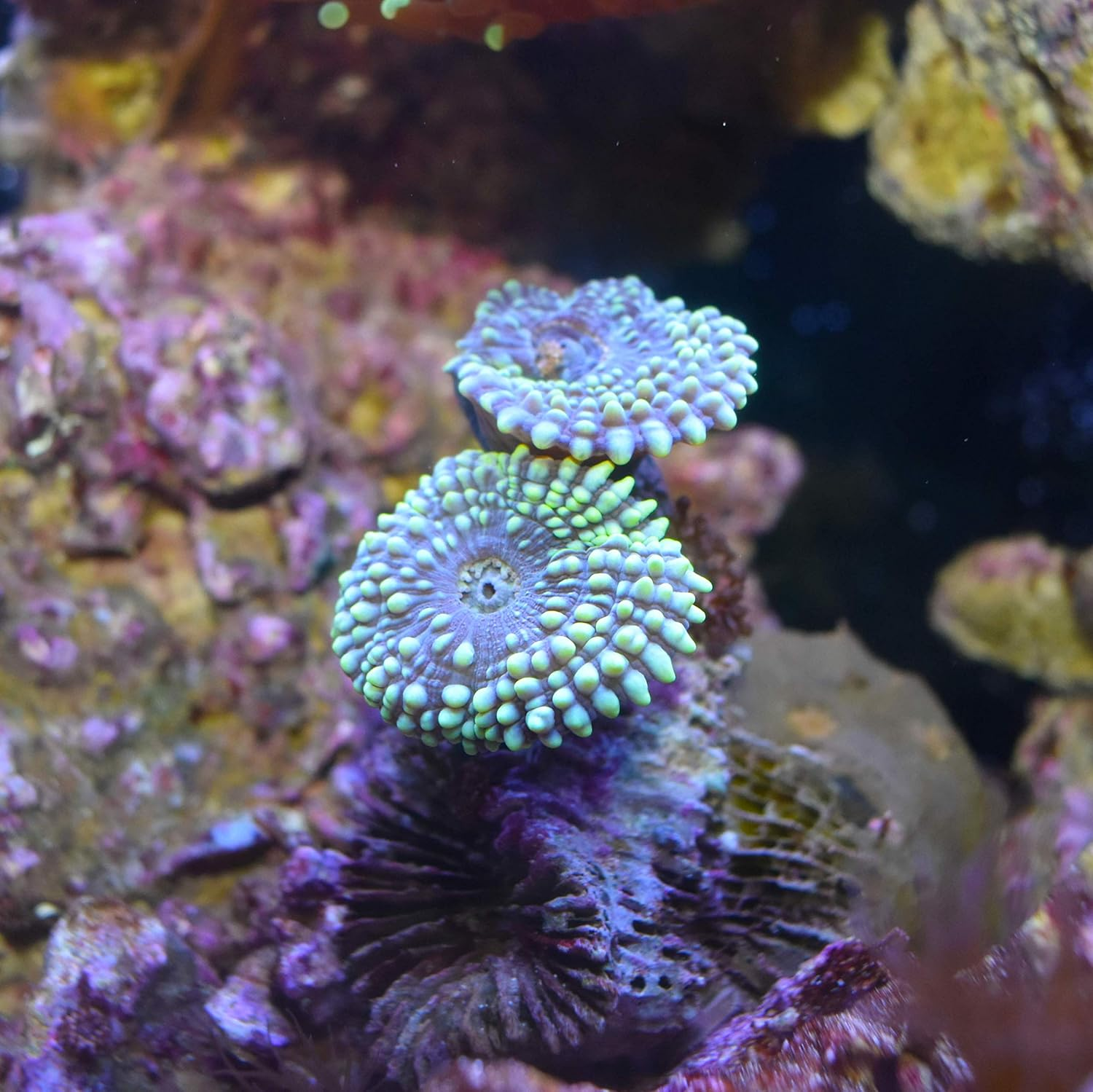 Seachem Reef Carbonate (SC663)