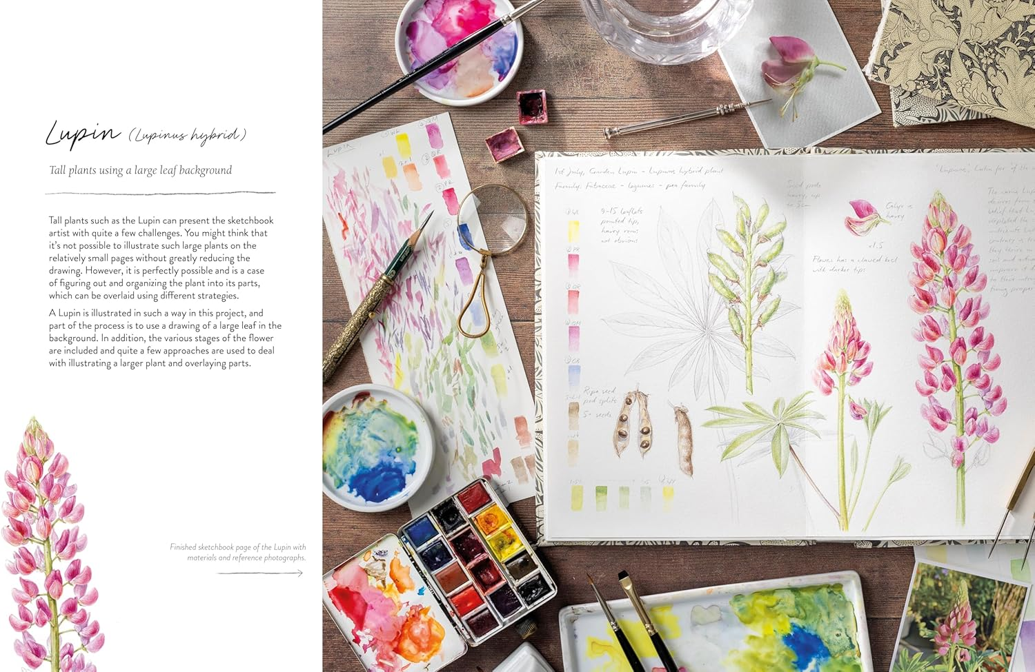 Sketching Nature: the Beginner'S Guide to Keeping a Botanical Sketchbook image number 2