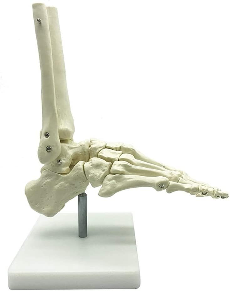 Veumoie 1:1 Human Skeleton Foot Anatomy Model Foot and Ankle with Anatomical Model Anatomy Teaching Resources image number 3