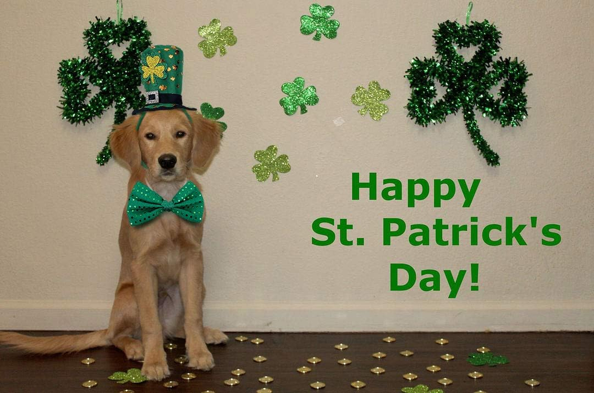 St Patricks Day Dog Costume - St. Patty'S Day Doggie Headband and Green Bow Tie Kit image number 3