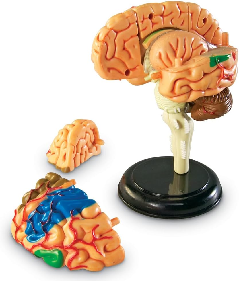 Learning Resources Brain Model image number 3