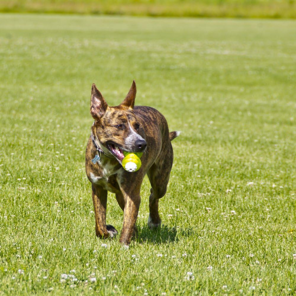 Hyper Pet Hyper Squawkers Dog Bone Durable Dog Toy Designed from TPR and Nylon with an Enticing Giggle Noise Medium image number 6
